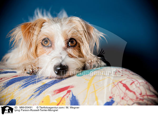 liegender Parson-Russell-Terrier-Mischling / lying Parson-Russell-Terrier-Mongrel / MW-05491