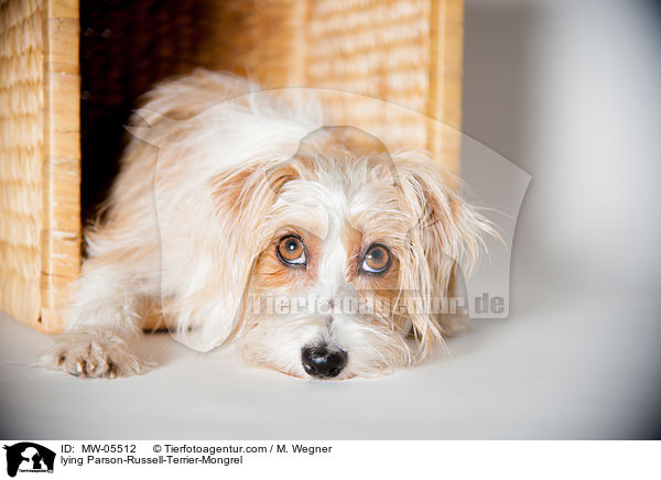 liegender Parson-Russell-Terrier-Mischling / lying Parson-Russell-Terrier-Mongrel / MW-05512