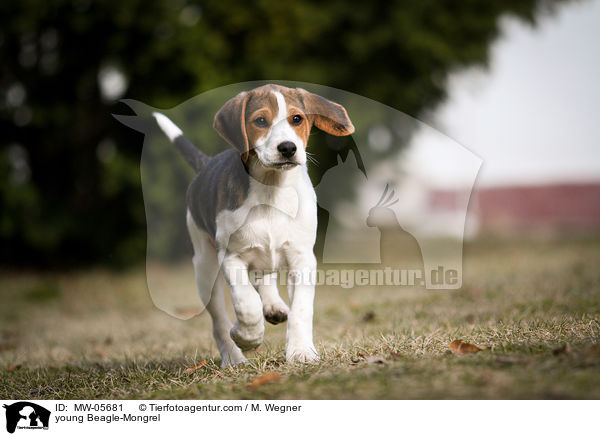 junger Beagle-Mischling / young Beagle-Mongrel / MW-05681