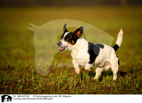 rennender Jack-Russell-Terrier-Mischling / running Jack-Russell-Terrier-Mongrel / MW-05705