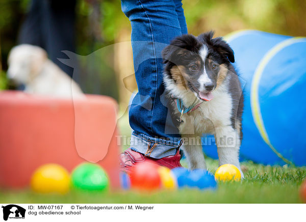 Hundeschule / dog obedience school / MW-07167