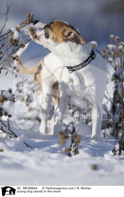 Bulldogge-Mischling steht im Schnee / young dog stands in the snow / RR-98664