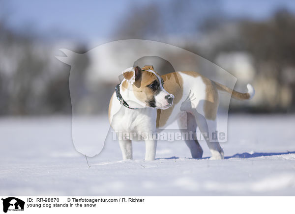 Bulldogge-Mischling steht im Schnee / young dog stands in the snow / RR-98670