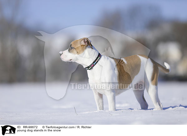 Bulldogge-Mischling steht im Schnee / young dog stands in the snow / RR-98672