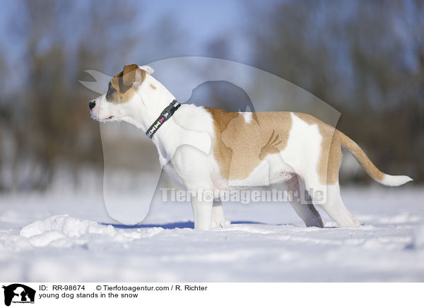 Bulldogge-Mischling steht im Schnee / young dog stands in the snow / RR-98674