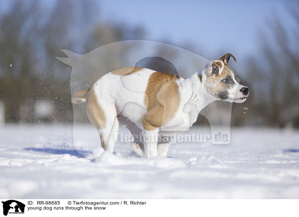 Bulldogge-Mischling rennt durch den Schnee / young dog runs through the snow / RR-98685