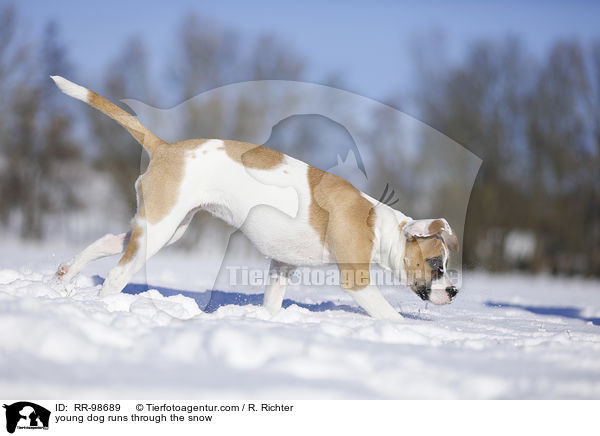 Bulldogge-Mischling rennt durch den Schnee / young dog runs through the snow / RR-98689