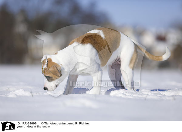 junger Hund im Schee / young  dog in the snow / RR-98699
