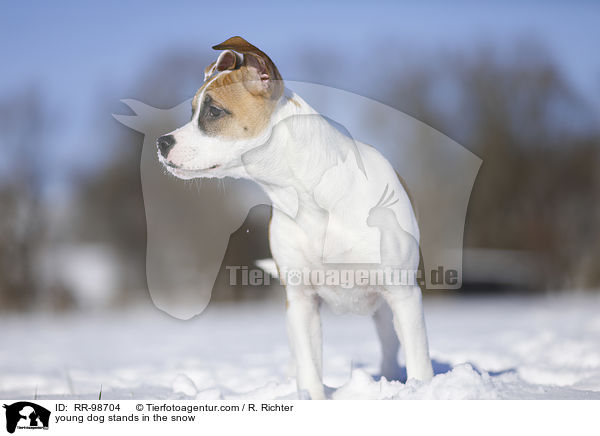 Bulldogge-Mischling steht im Schnee / young dog stands in the snow / RR-98704