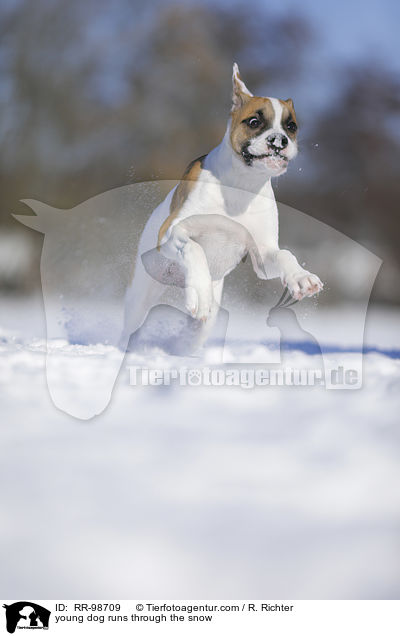 Bulldogge-Mischling rennt durch den Schnee / young dog runs through the snow / RR-98709