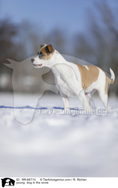 junger Hund im Schee / young  dog in the snow / RR-98710