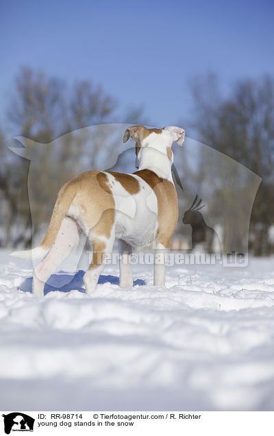 Bulldogge-Mischling steht im Schnee / young dog stands in the snow / RR-98714