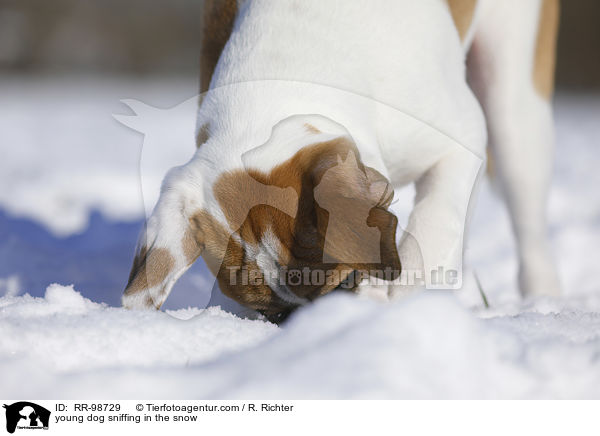 junger Hund schnuppert im Schnee / young dog sniffing in the snow / RR-98729