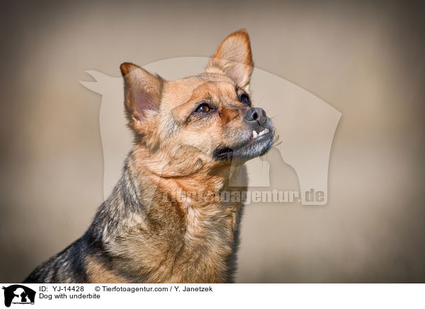 Hund mit Unterbiss / Dog with underbite / YJ-14428