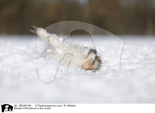 Biewer-Chihuahua im Schnee / Biewer-Chihuahua in the snow / RR-99186