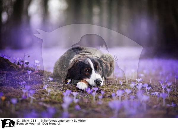 Berner Sennenhund Mischling / Bernese Mountain Dog Mongrel / SM-01038