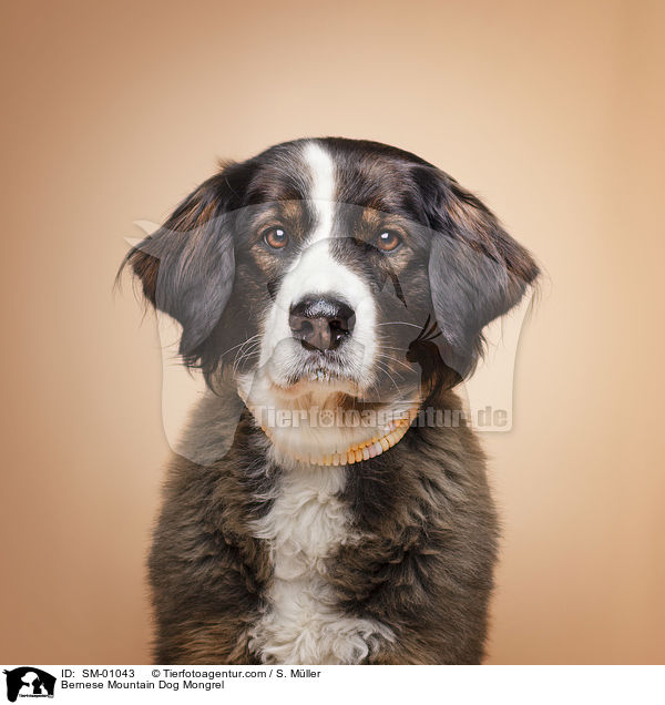 Berner Sennenhund Mischling / Bernese Mountain Dog Mongrel / SM-01043