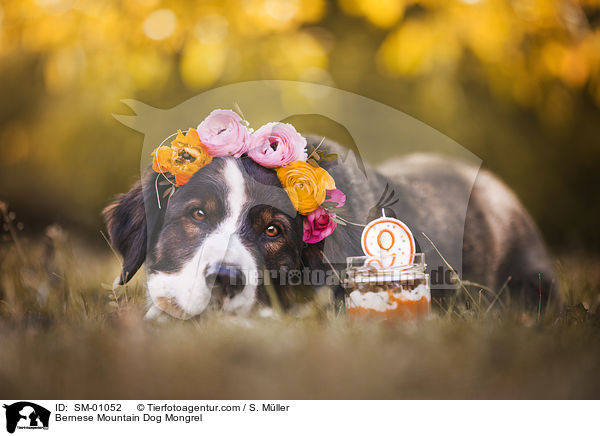 Berner Sennenhund Mischling / Bernese Mountain Dog Mongrel / SM-01052