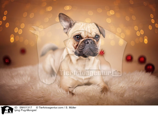 liegender Mops-Mischling / lying Pug-Mongrel / SM-01317