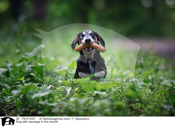 Hund mit Wurst im Maul / Dog with sausage in the mouth / TS-01055