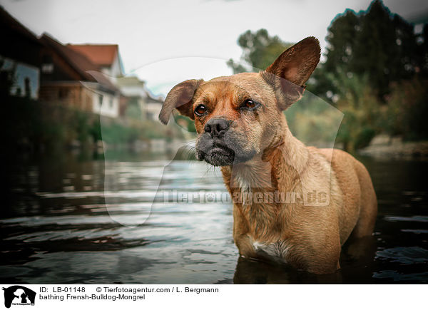 badender Franzsiche-Bulldogge-Mischling / bathing Frensh-Bulldog-Mongrel / LB-01148