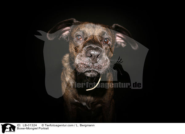 Boxer-Mischling Portrait / Boxer-Mongrel Portrait / LB-01324