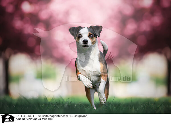 rennender Chihuahua-Mischling / running Chihuahua-Mongrel / LB-01331