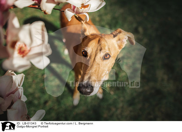 Galgo-Mischling Portrait / Galgo-Mongrel Portrait / LB-01343