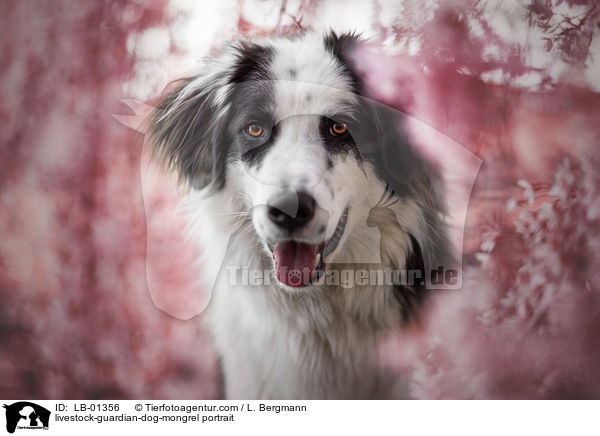 Herdenschutzhund-Mischling Portrait / livestock-guardian-dog-mongrel portrait / LB-01356