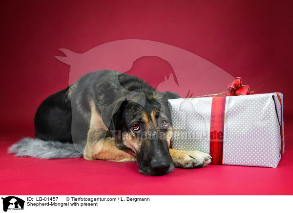 Schferhund-Mischling mit Geschenk / Shepherd-Mongrel with present / LB-01457