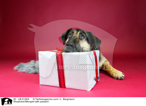 Schferhund-Mischling mit Geschenk / Shepherd-Mongrel with present / LB-01464