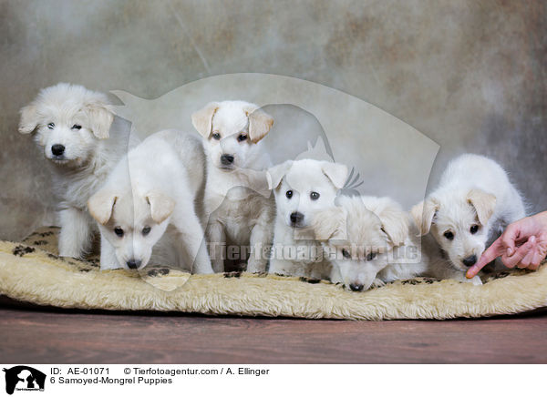 6 Samojede-Mischling Welpen / 6 Samoyed-Mongrel Puppies / AE-01071