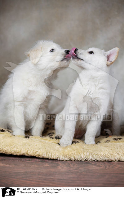 2 Samojede-Mischling Welpen / 2 Samoyed-Mongrel Puppies / AE-01072