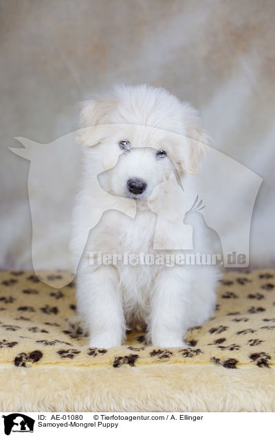 Samojede-Mischling Welpe / Samoyed-Mongrel Puppy / AE-01080