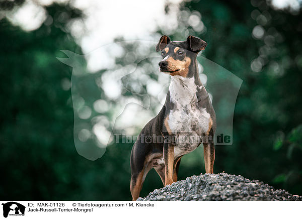 Jack-Russell-Terrier-Mischling / Jack-Russell-Terrier-Mongrel / MAK-01126