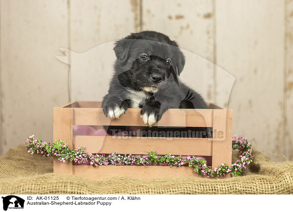 Australian-Shepherd-Labrador Welpe / Australian-Shepherd-Labrador Puppy / AK-01125