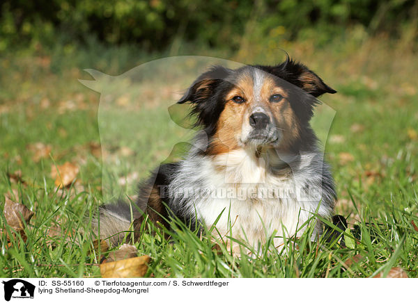 liegender Sheltie-Mischling / lying Shetland-Sheepdog-Mongrel / SS-55160