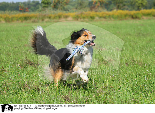 spielender Sheltie-Mischling / playing Shetland-Sheepdog-Mongrel / SS-55174