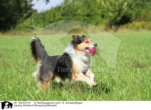 spielender Sheltie-Mischling / playing Shetland-Sheepdog-Mongrel / SS-55175