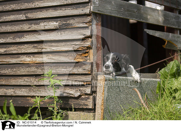 Mnsterlnder-Epagneul-Breton-Mischling / Munsterlander-Epagneul-Breton-Mongrel / NC-01014