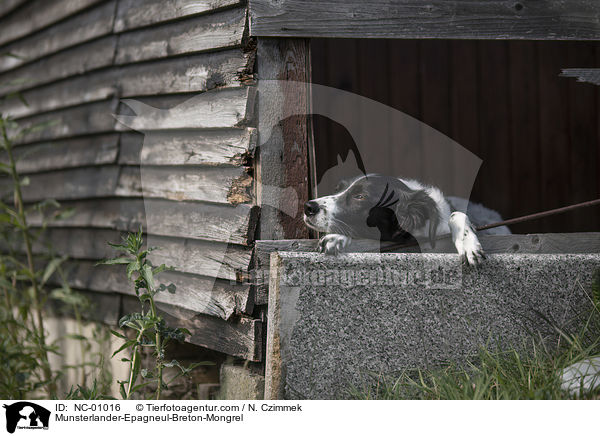 Mnsterlnder-Epagneul-Breton-Mischling / Munsterlander-Epagneul-Breton-Mongrel / NC-01016