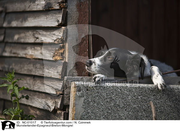 Mnsterlnder-Epagneul-Breton-Mischling / Munsterlander-Epagneul-Breton-Mongrel / NC-01017