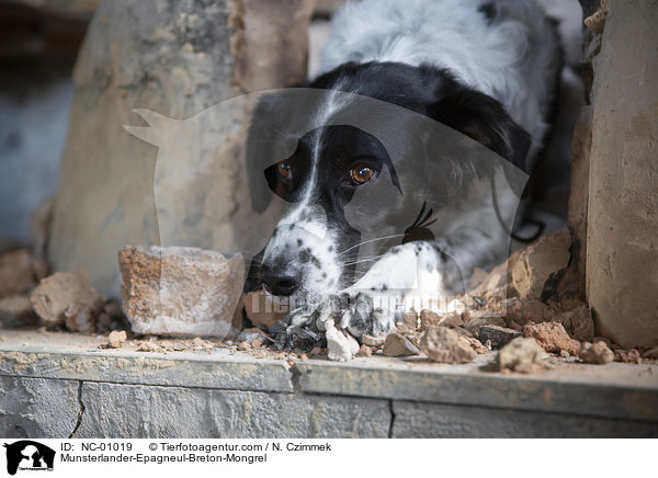 Mnsterlnder-Epagneul-Breton-Mischling / Munsterlander-Epagneul-Breton-Mongrel / NC-01019