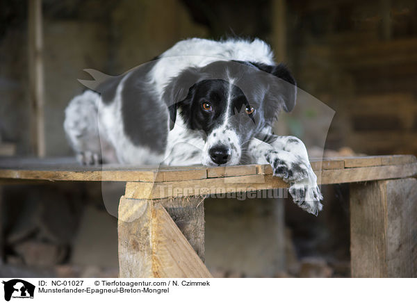 Mnsterlnder-Epagneul-Breton-Mischling / Munsterlander-Epagneul-Breton-Mongrel / NC-01027