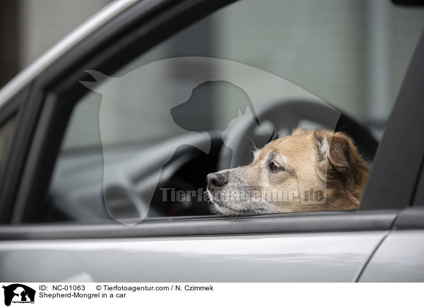 Schferhund-Mischling im Auto / Shepherd-Mongrel in a car / NC-01063