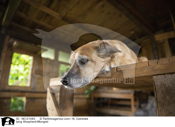 liegender Schferhund-Mischling / lying Shepherd-Mongrel / NC-01083