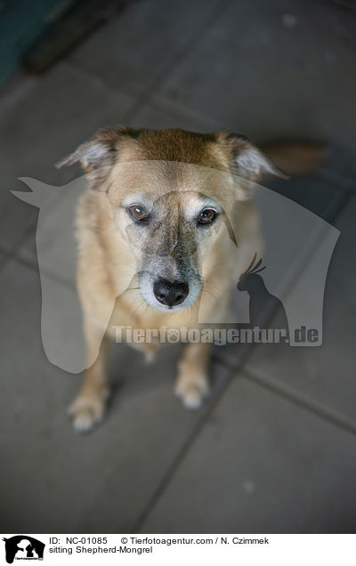 sitzender Schferhund-Mischling / sitting Shepherd-Mongrel / NC-01085
