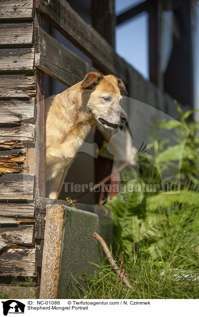 Schferhund-Mischling Portrait / Shepherd-Mongrel Portrait / NC-01086