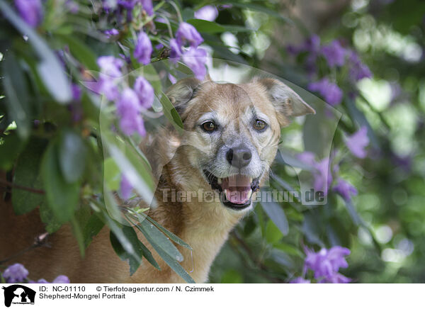 Schferhund-Mischling Portrait / Shepherd-Mongrel Portrait / NC-01110