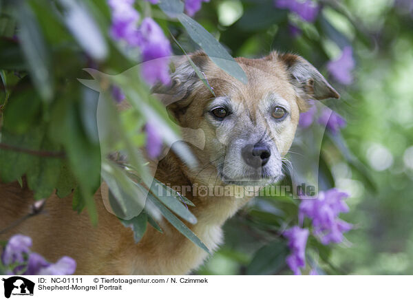 Schferhund-Mischling Portrait / Shepherd-Mongrel Portrait / NC-01111